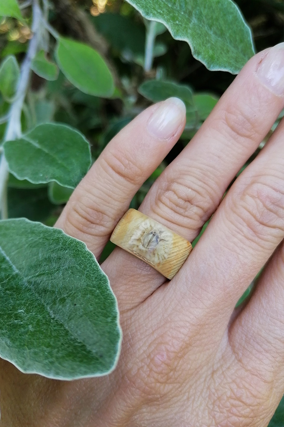 barnacle ring barnacle ring