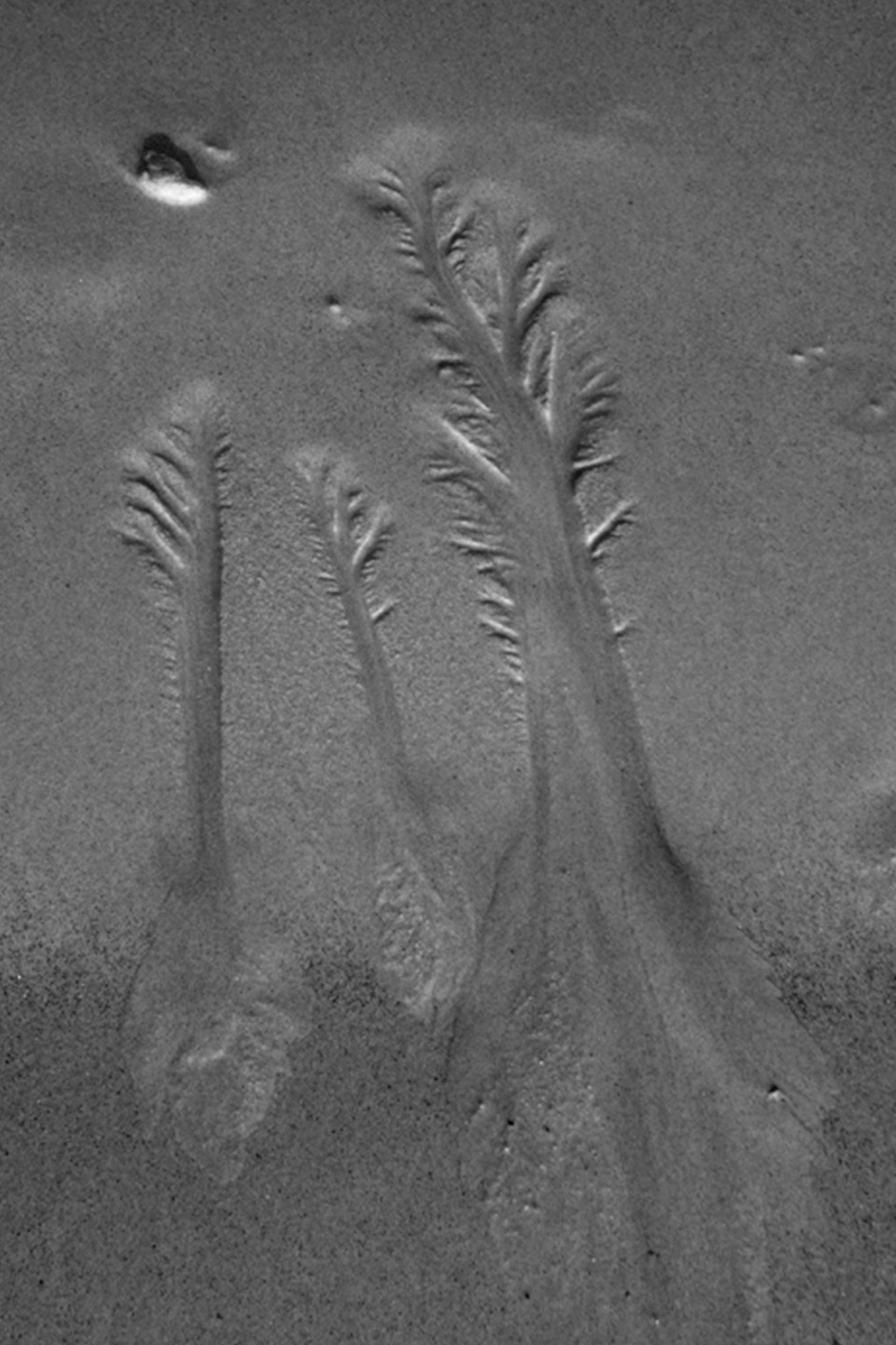 sand trees sand trees