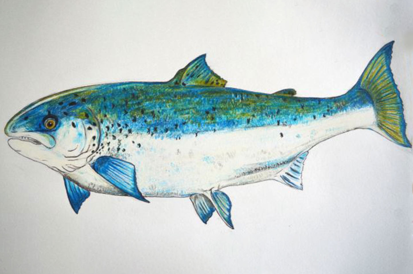 Salmon - texa Salmon - texa
