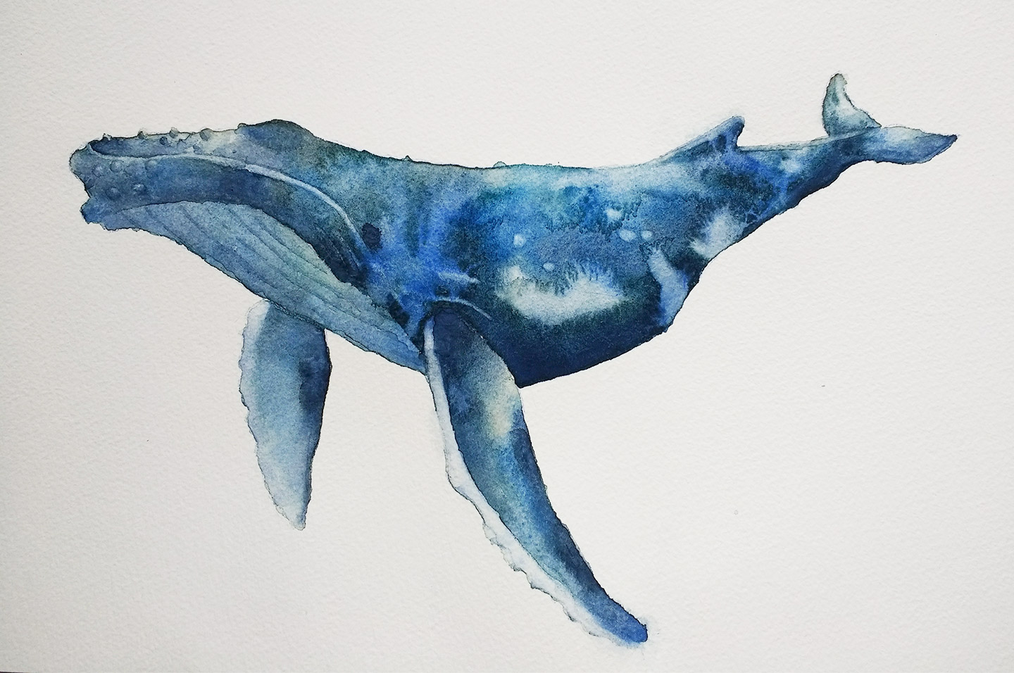 Whale - Clare Whale - Clare