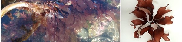 Palmaria palmata growing on kelp stipes at sea, image taken at SAMS pebble back beach 56°27'17.6"N 5°26'31.8"W) (A) and Palmaria palmata fronds grown in indoor tank system at SAMS (B-C).