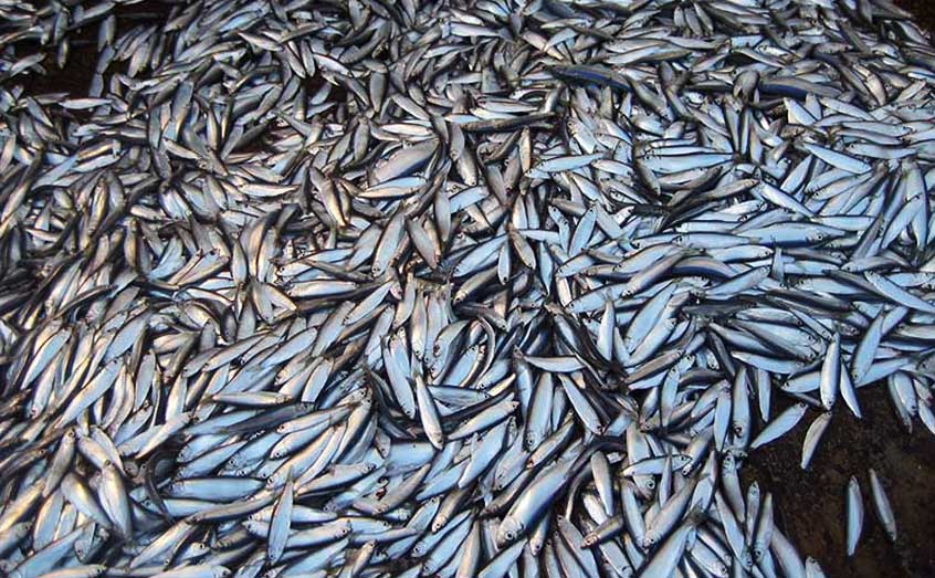 Herring could be on the move from Scottish waters