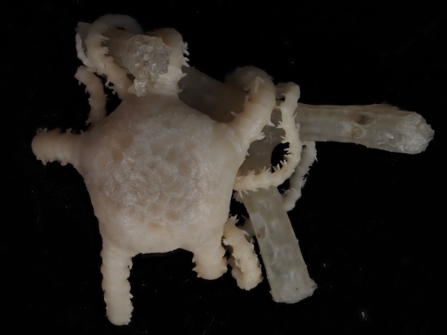 SO ophiuroid and bryozoan