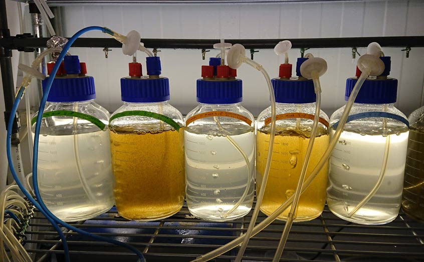 Seaweed Nursery Course
