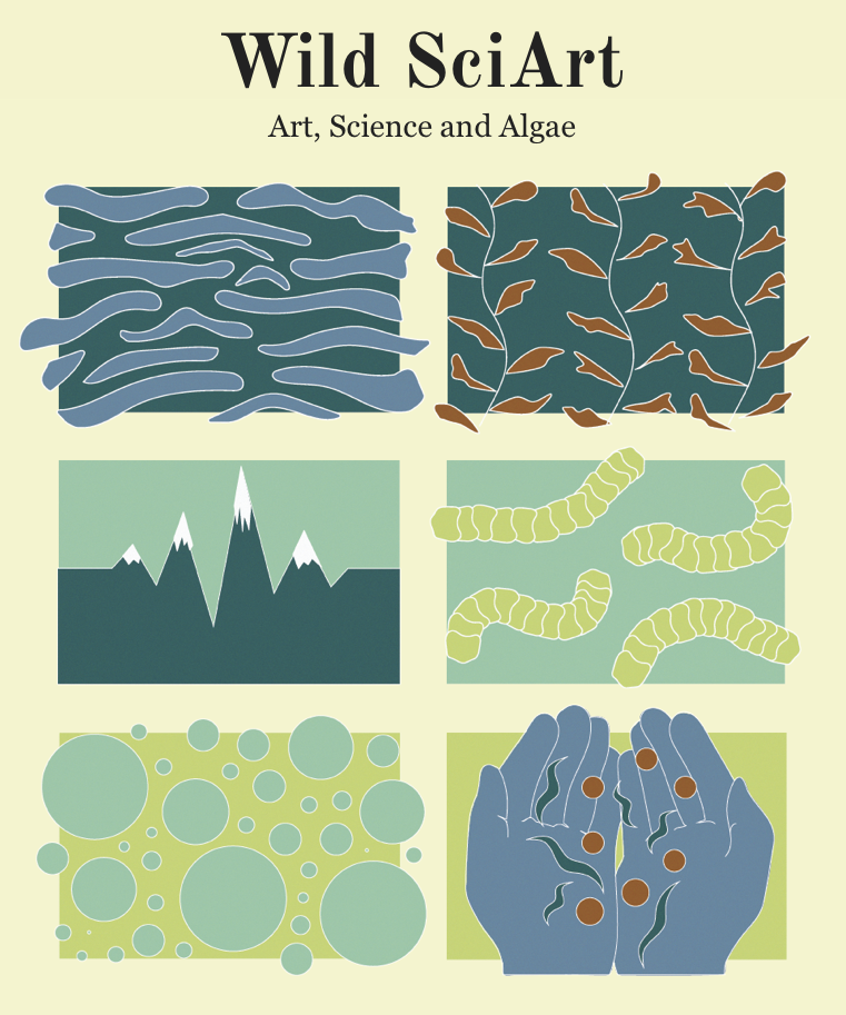 Graphic showing different algae