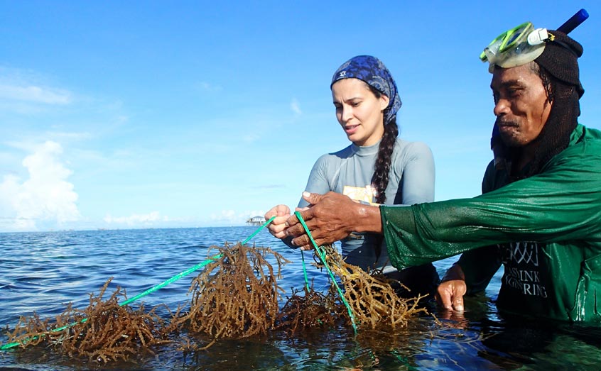 Dr Valeria Montalescot of SAMS helping to harvest seaweed at a farm in Bohol, Philippines as part of the GlobalSeaweedSTAR project. Photo: Maria Luhan