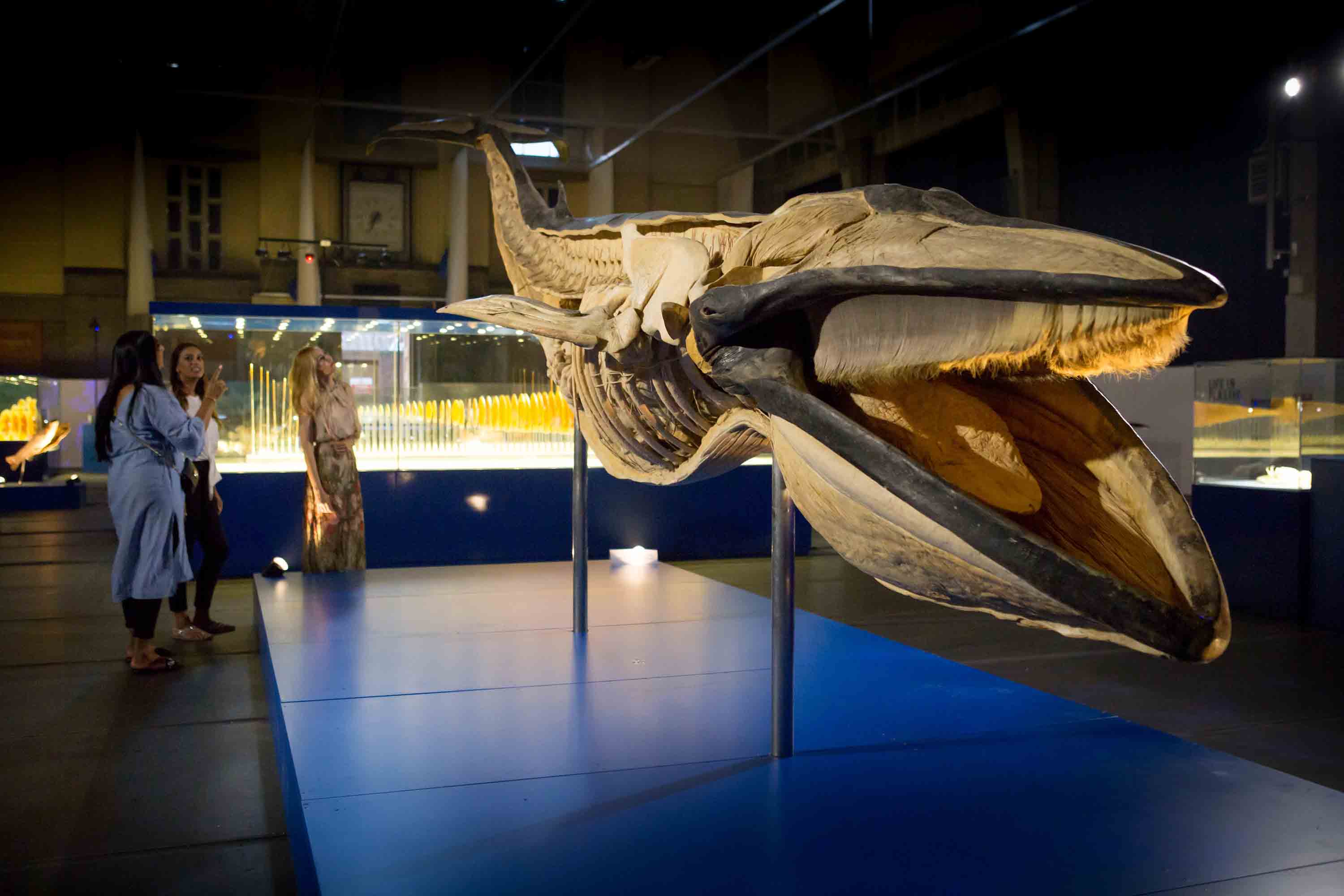 This Haihai Minke whale is one of the exhibits capturing the imagination