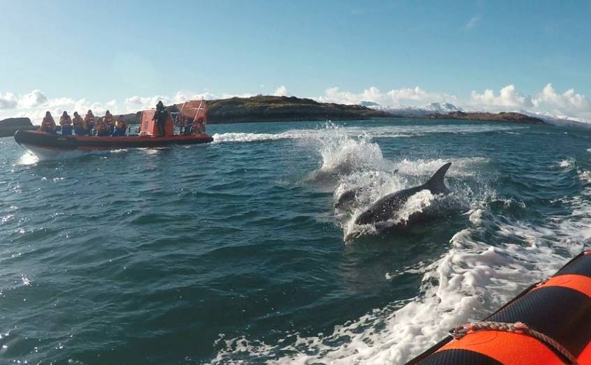 IDCORE students are joined by a pod of dolphins during a trip on the Easdale-based SeaFari Tours.