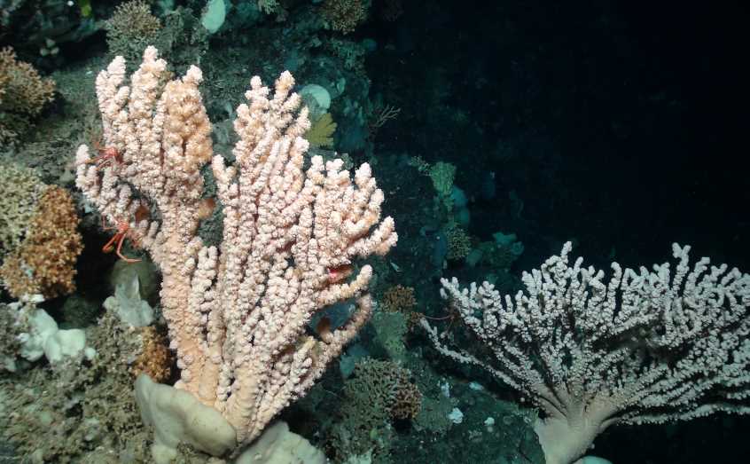 Large bubblegum corals on a cold water coral reef 1200m below the sea surface. Photo courtesy of the NERC funded Deep Links Project (University of Plymouth, Oxford University, JNCC, BGS)