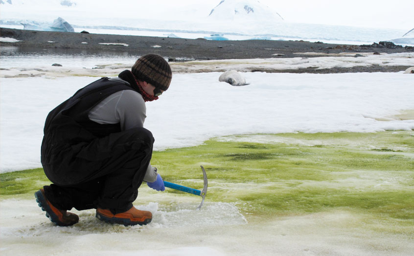 Dr Matt Davey sampling snow algae at Lagoon Island, Antarctica, 2018. Credit Sarah Vincent