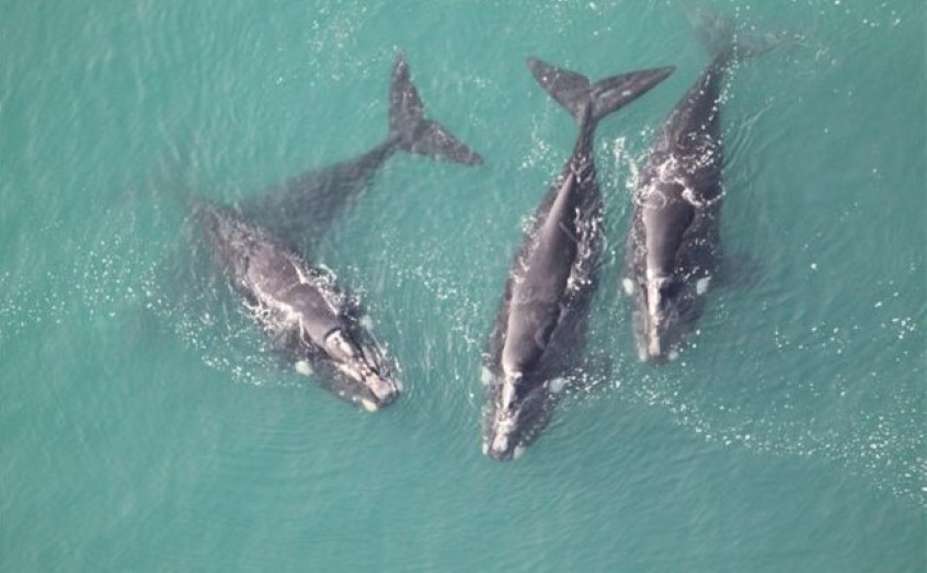 A pod of southern right whales. Photo: BAS