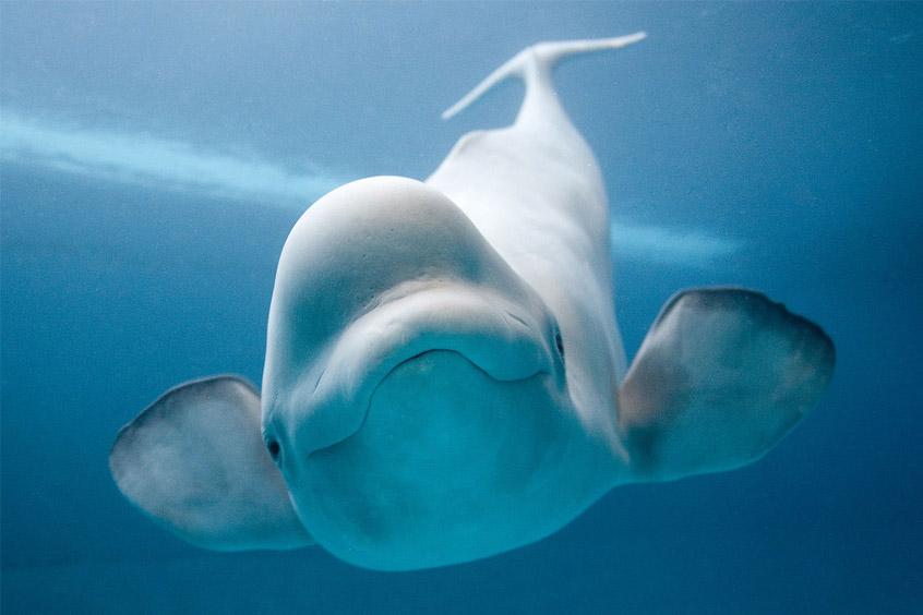 Beluga whales are at the forefront of climate change in the Arctic