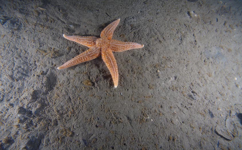 The research team analysed the biodiversity, nutrient, metal and carbon cycling in areas of the seafloor around the UK