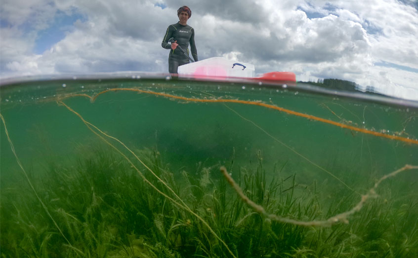 Seagrasses draw down carbon from the atmosphere