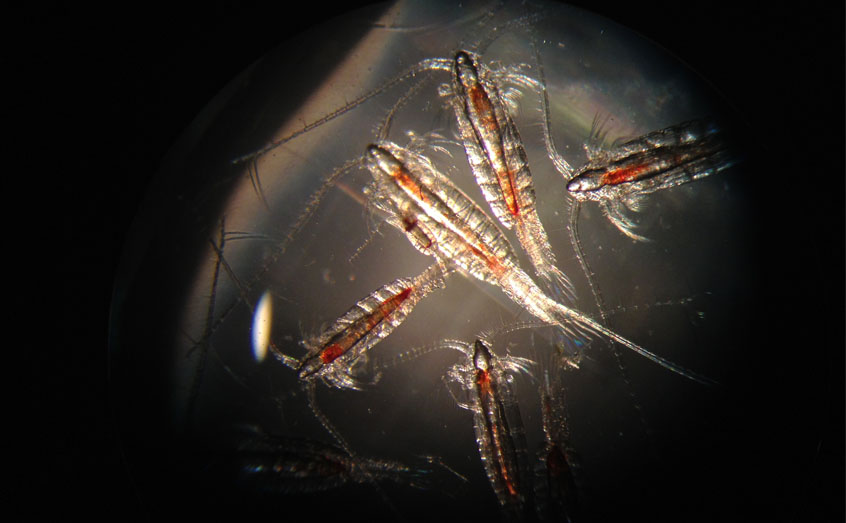 The zooplankton Calanus finmarchicus can be found throughout the northern hemisphere