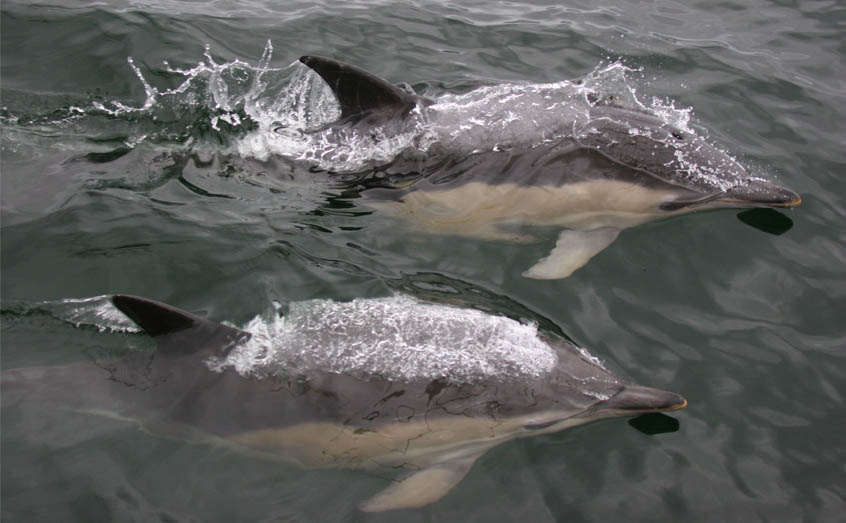 Common dolphins swimming off western Scotland. Photo: Nienke van Geel/HWDT