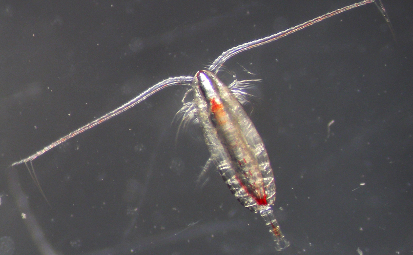 A microscopic image of a Calanus copepod. Credit: Nele Thomsen/SAMS