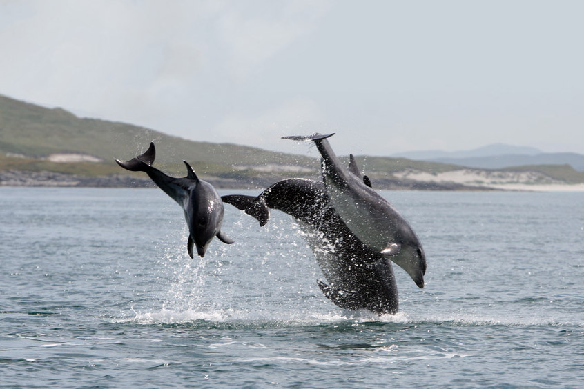 MASTS promotes marine science research in Scotland 