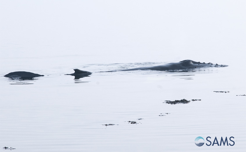 The young humpback whale was stuck on the shore near to SAMS during the morning's low tide