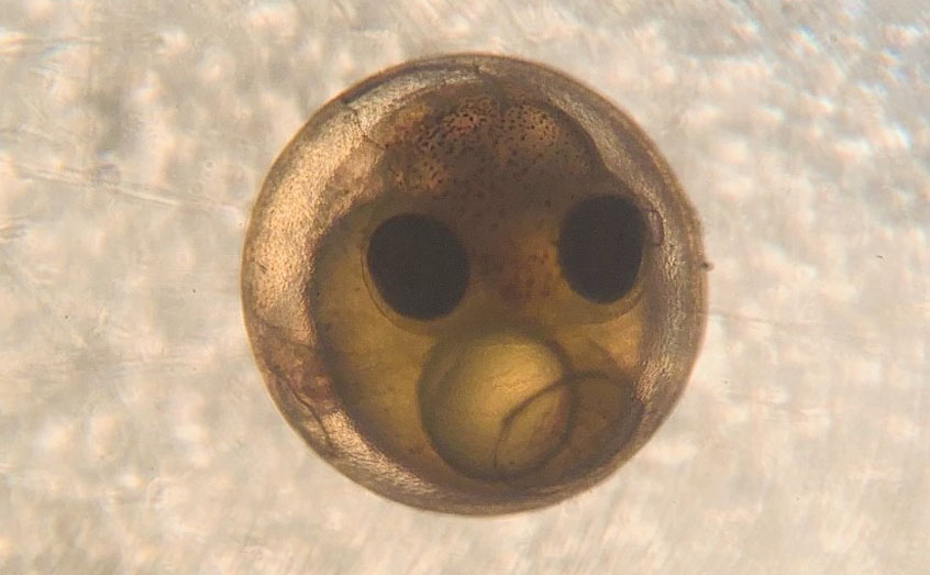 A lumpfish embryo