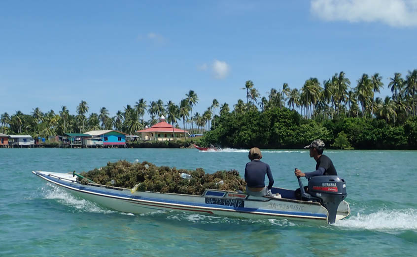 Malaysian seaweed farmers return to shore with their crop
