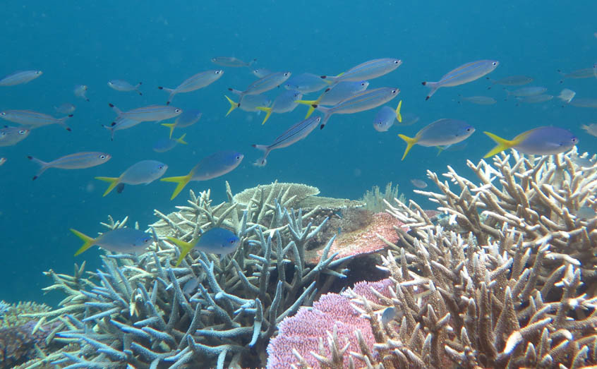 Marine heatwaves can lead to coral bleaching. These fish were observed during an underwater coral bleaching survey in the Cairns/Cooktown Management Area in 2017. Credit: J. Stella © Commonwealth of Australia (GBRMPA)