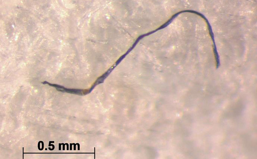 A polyester fibre extracted from a brittle star sampled from 1976