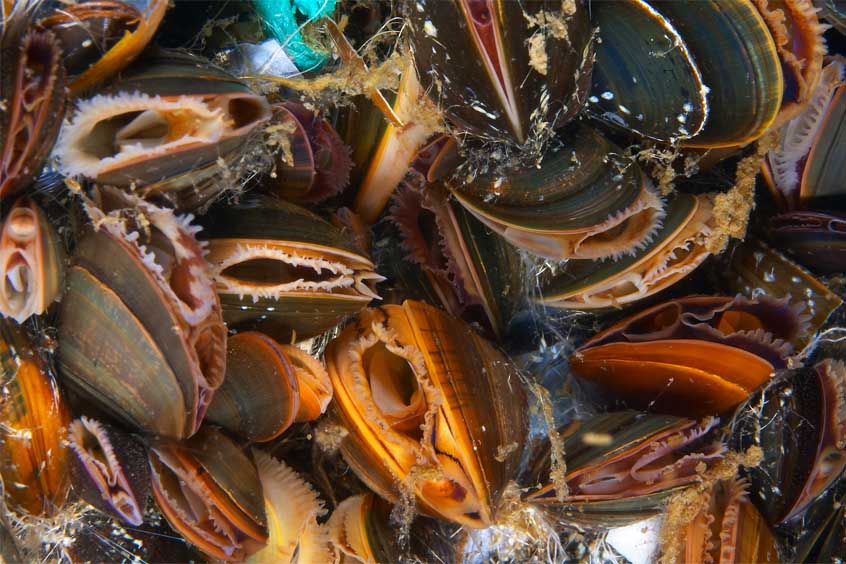 Climate change and ocean acidification is affecting shellfish such as mussels