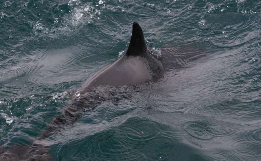 A porpoise swims off the west coast of Scotland. Pic: Lewis Drysdale