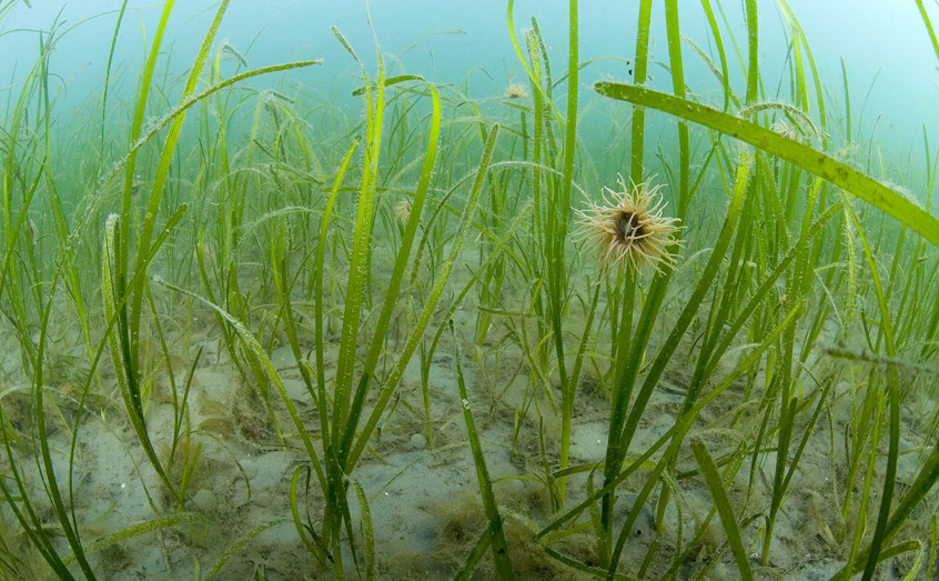 UK seabed habitats could capture up to 13 million tonnes of organic carbon every year
