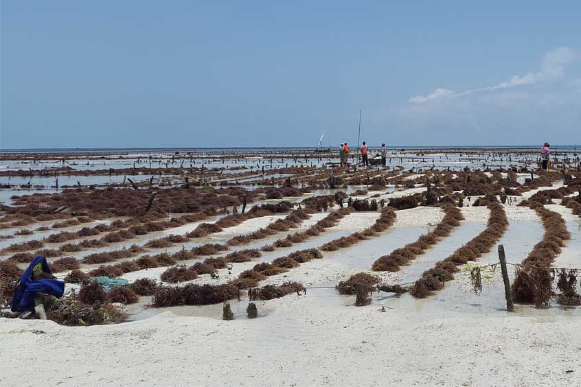 A healthy seaweed farm in Zanzibar