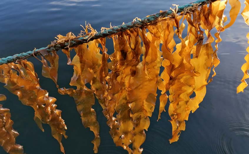 Blue carbon is the term for carbon captured in the world’s oceans, including organisms like seaweeds