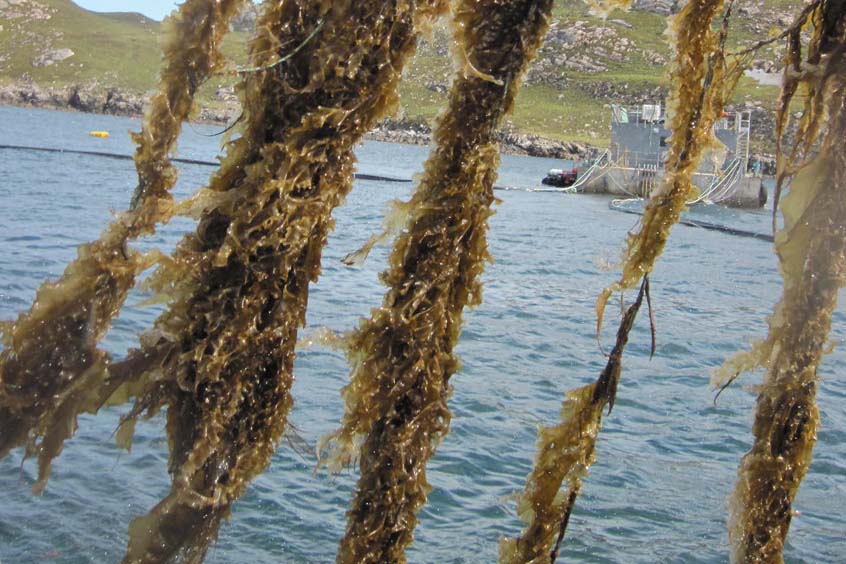 Scottish waters are ideal for seaweed cultivation