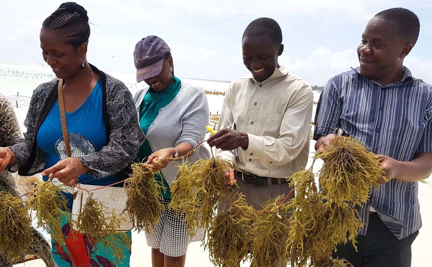 GlobalSeaweed STAR early career researchers get to grips with some seaweed in Tanzania 