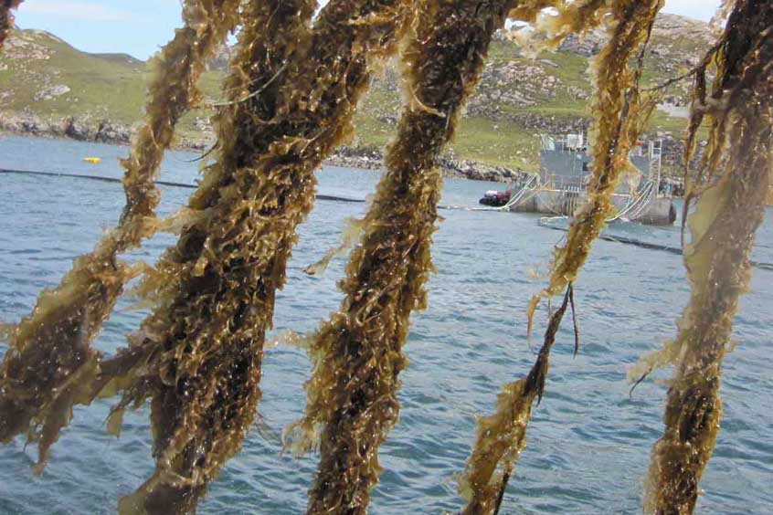 The seaweed industry is an emerging one in Scotland