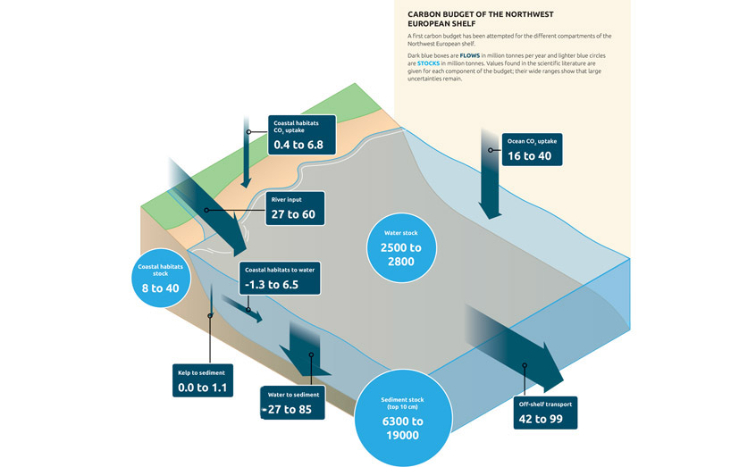 A graphic showing the estimated carbon dioxide uptake by ocean habitats in million tonnes