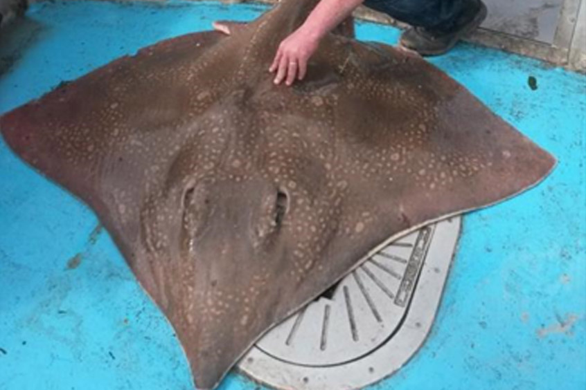 Conservationists and fishermen are helping to monitor the numbers of common, or flapper, skate in a marine protected area off Scotland's west coast. Photo: Ronnie Campbell 