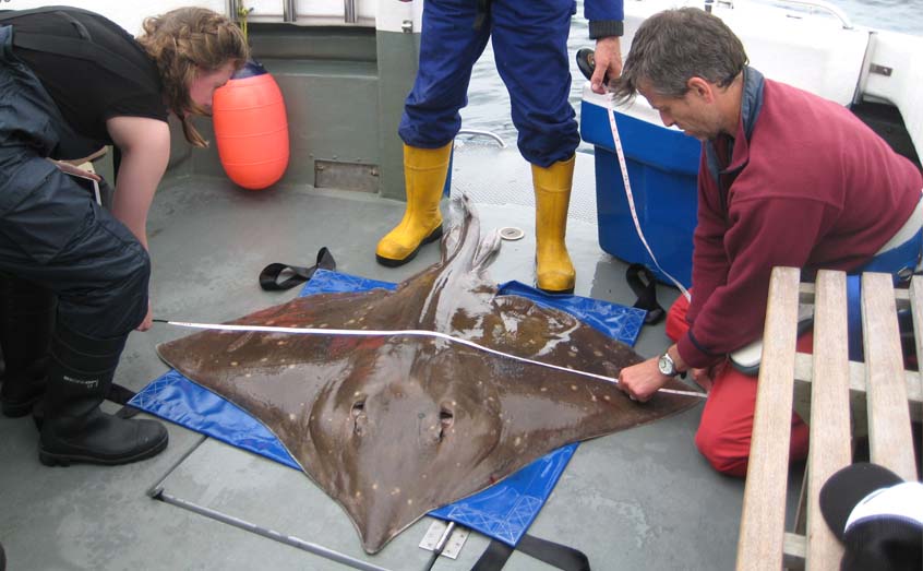 Skate can be identified by examining the distinctive spot patterns on their backs and studying their movements