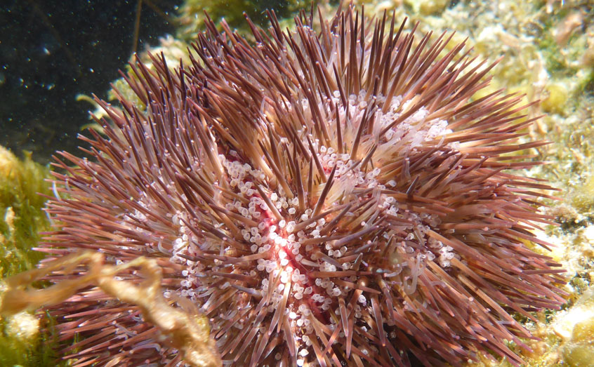 Urchins are slow moving bottom feeders, making them especially vulnerable to rapid changes to their habitat