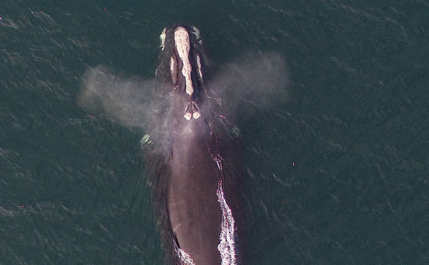 An aerial view of a North Atlantic right whale exhaling at the surface in Cape Cod Bay, Massachusetts, U.S.A. The wide nostril spacing in this species and its close relatives gives rise to the distinctive double-jet or heart-shaped spout which is used to identify the species in the field. Image by John Durban and Holly Fearnbach. Authorized by permit # 17355 from the U.S. National Marine Fisheries Service.