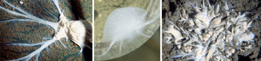 Three versions of one of the largest coastal foraminifera