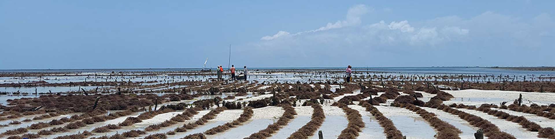 Image showing harvesting seawed on the beach