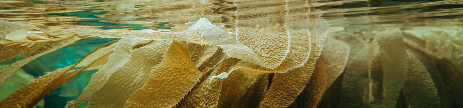 underwater image of seaweed