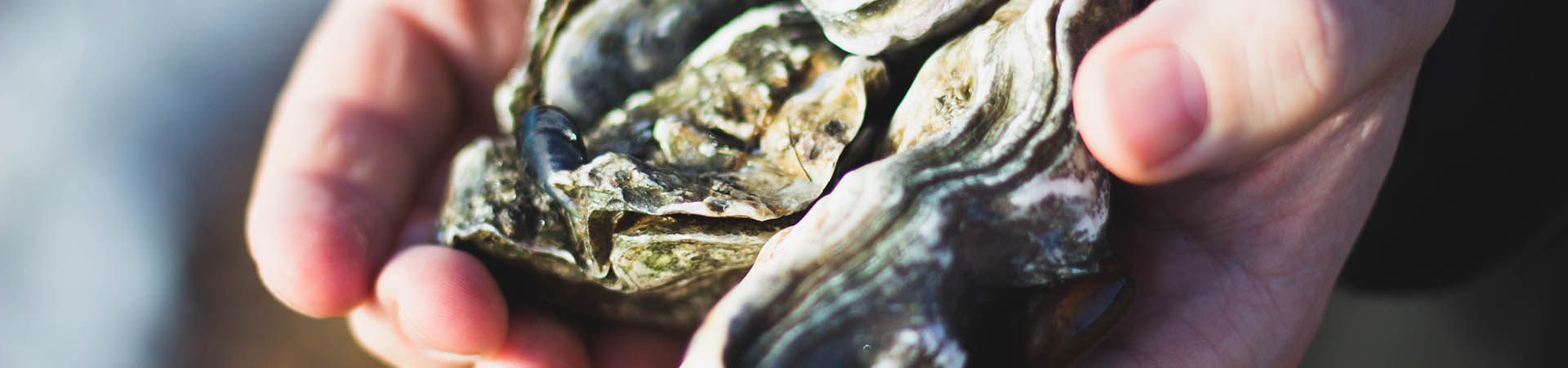 Oyster Shells