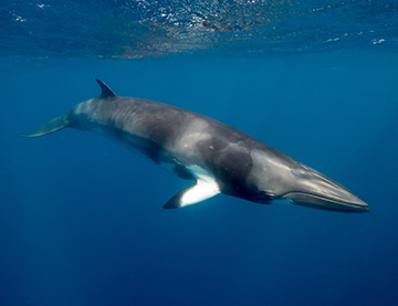 minke whale under water